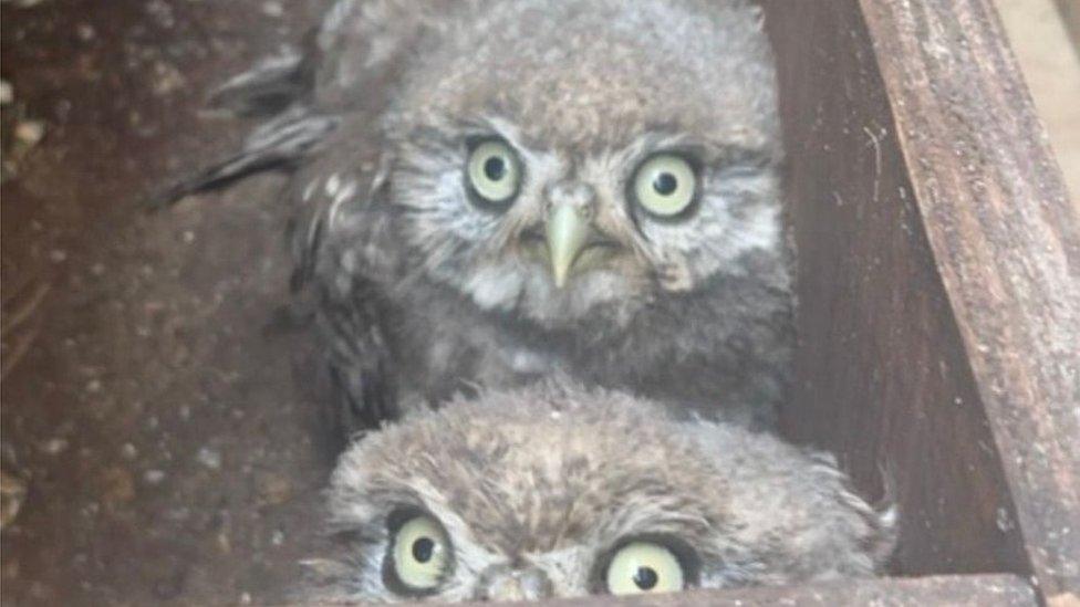 Two owls in a wooden box