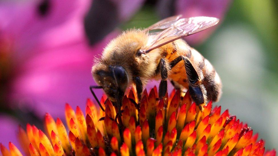 A honey bee on a plant