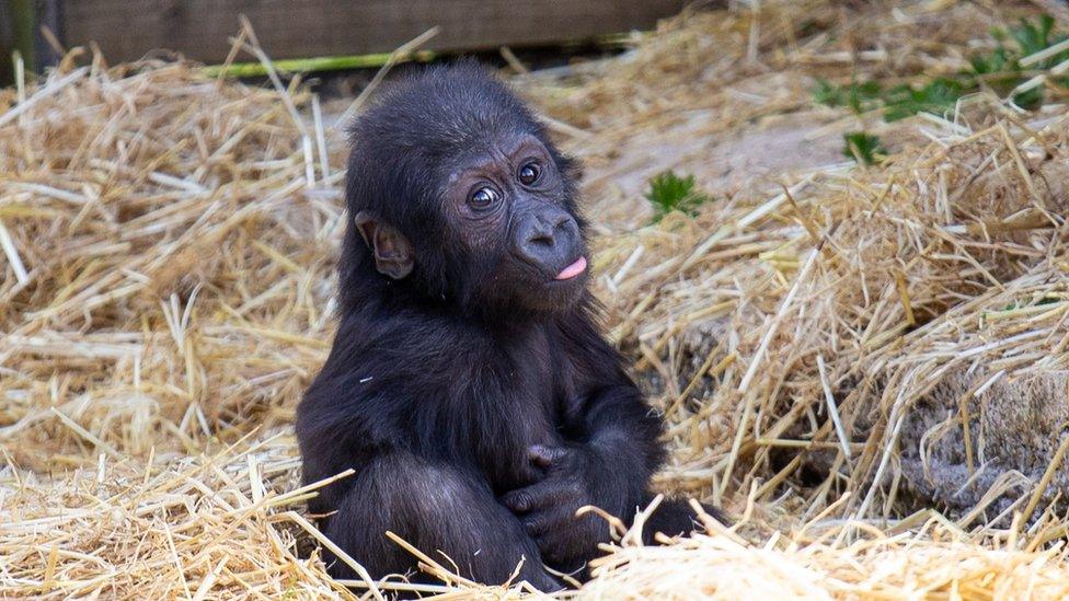 Infant gorilla Hasani