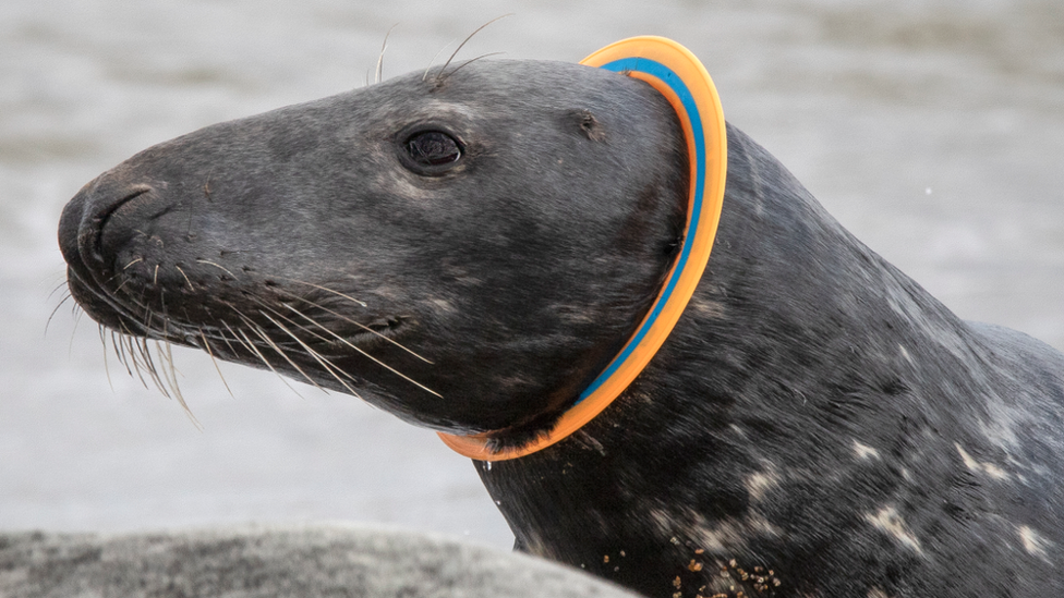 Seal with ring around neck