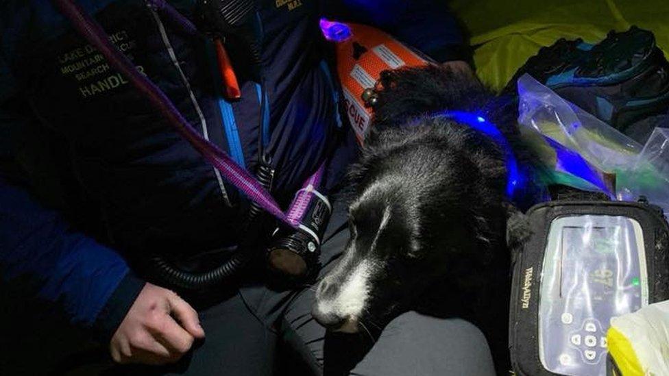 Marty, the Cockermouth Mountain Rescue Team's search dog