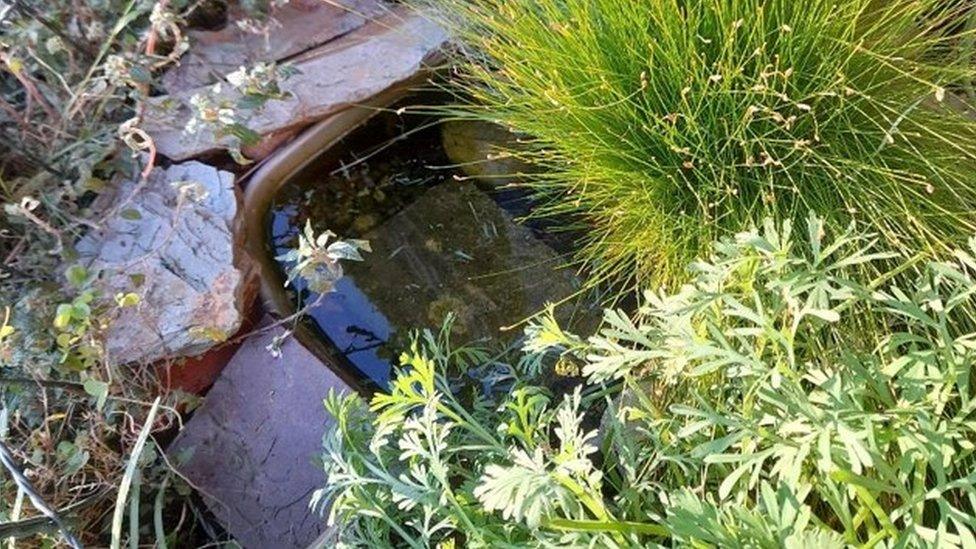 Hilary Whyard's washing up bowl pond