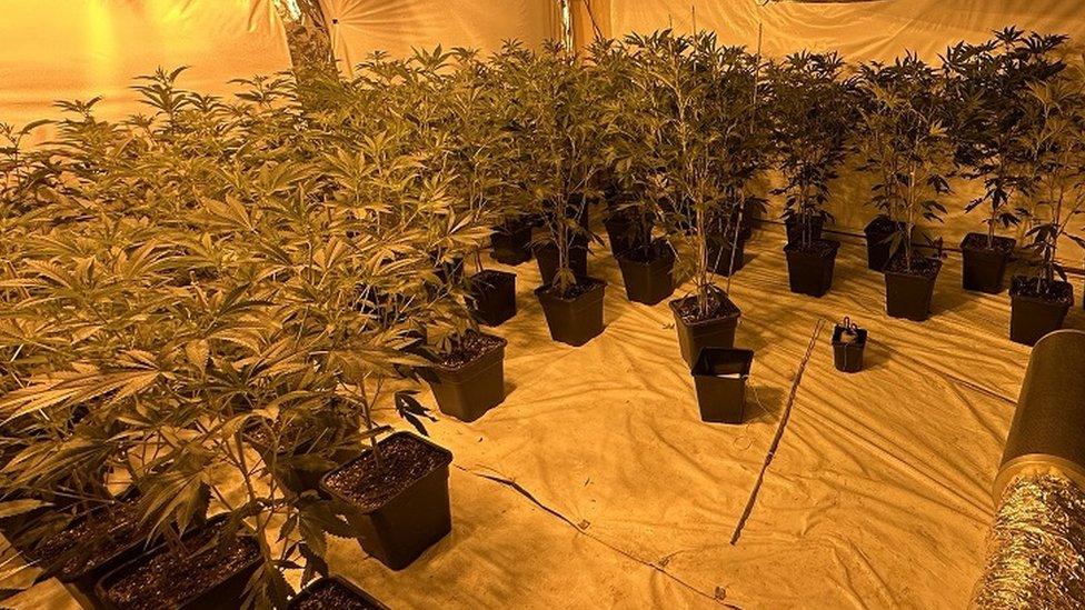 Cannabis seizure in Markethill, County Armagh