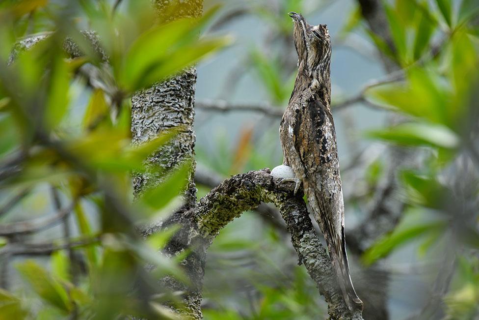 A common potoo bird is camouflaged as it perches motionless on a branch in Colombia