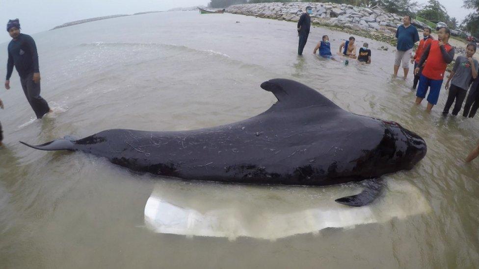 Pilot whale off Thailand