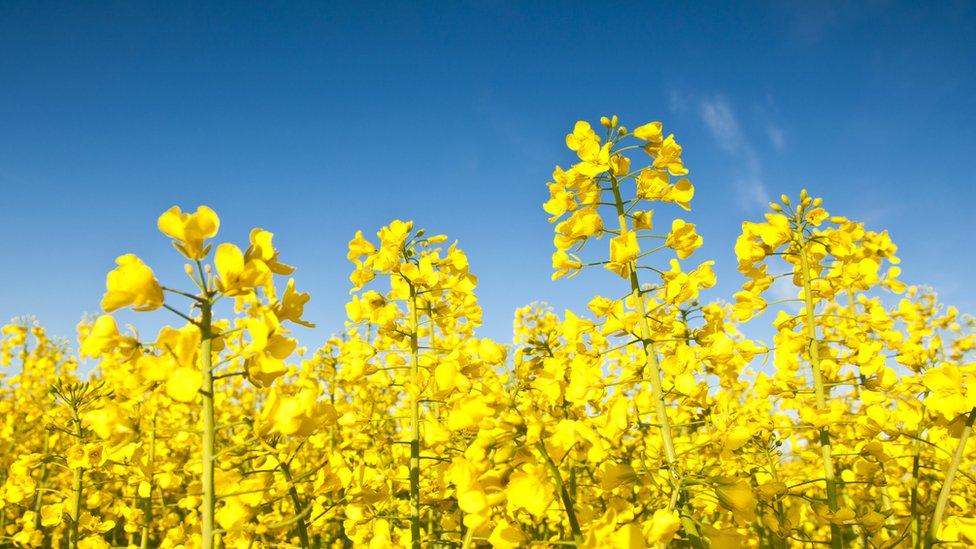 Oilseed rape