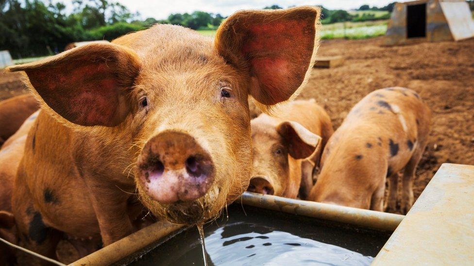 Three pigs in a field, one drinking from a trough