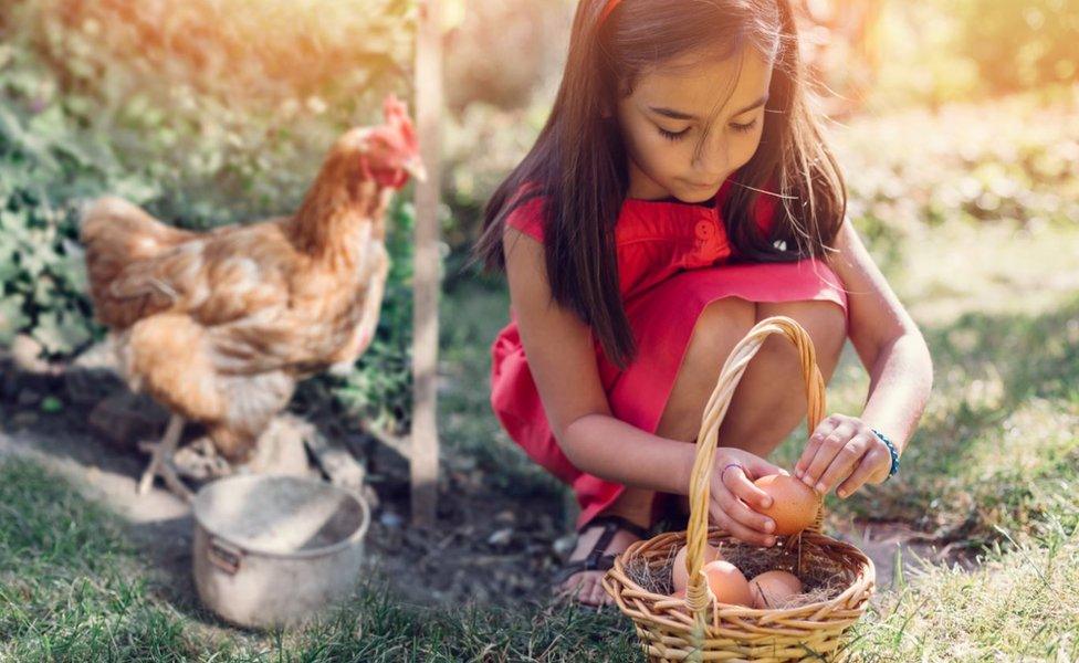 A girl collecting eggs