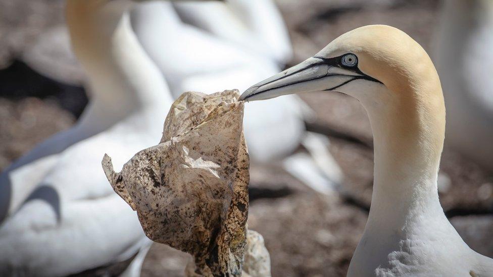 Gannet