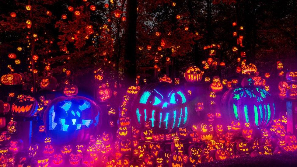 Hundreds of pumpkins with ghoulish faces glow orange and blue in a dark forest.