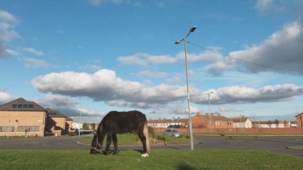 Many horses are kept in housing estates in the Republic of Ireland