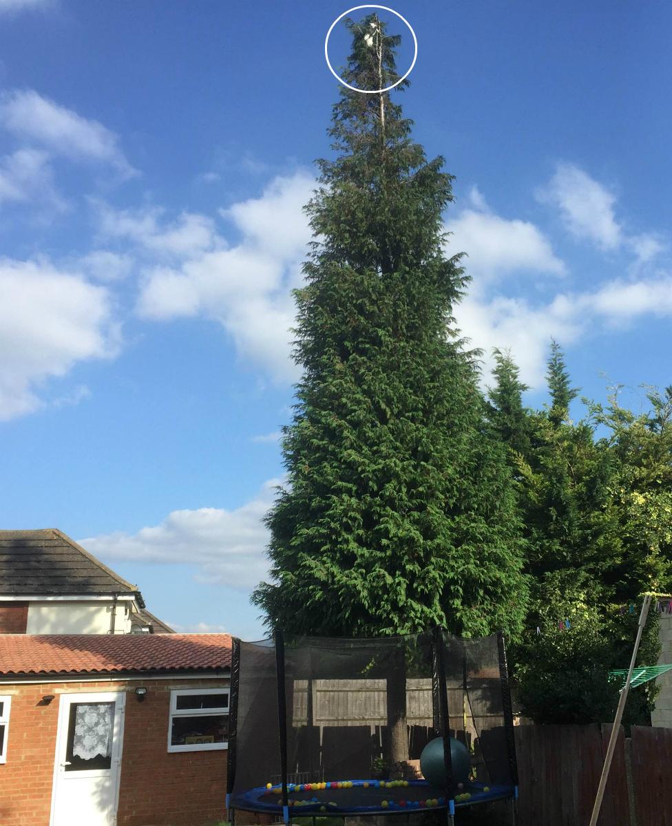 Kitten at the top of a tree