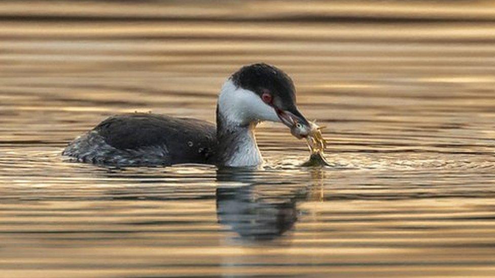 Slavonian grebe