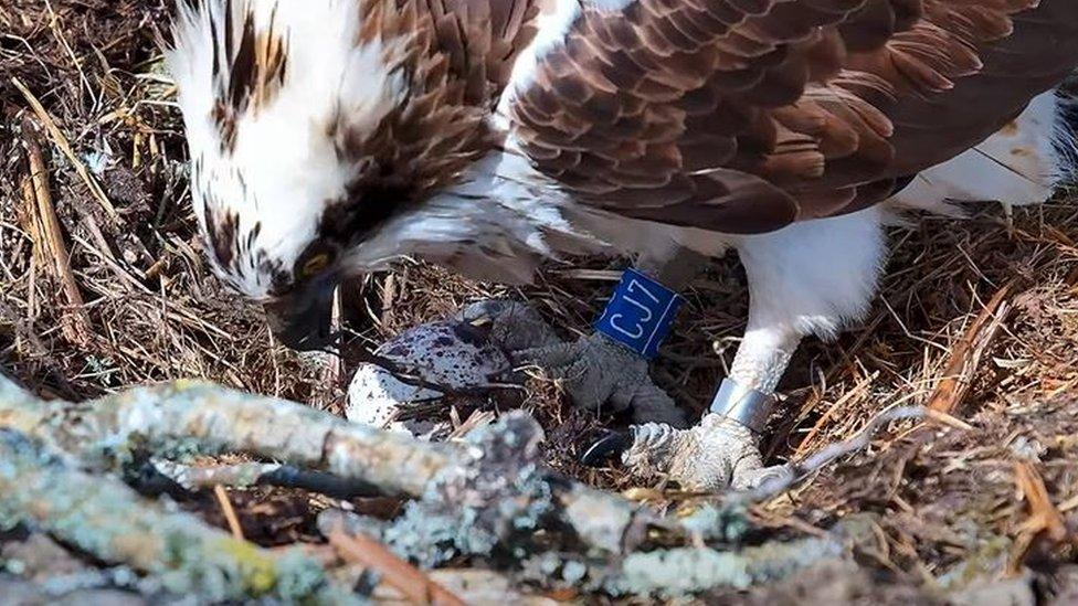 Osprey with egg