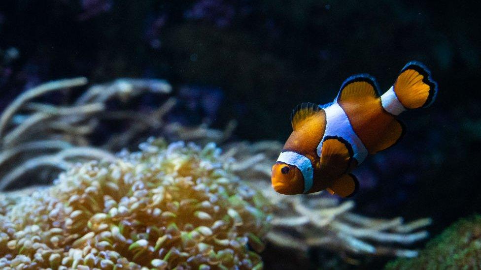 a clown fish near some coral