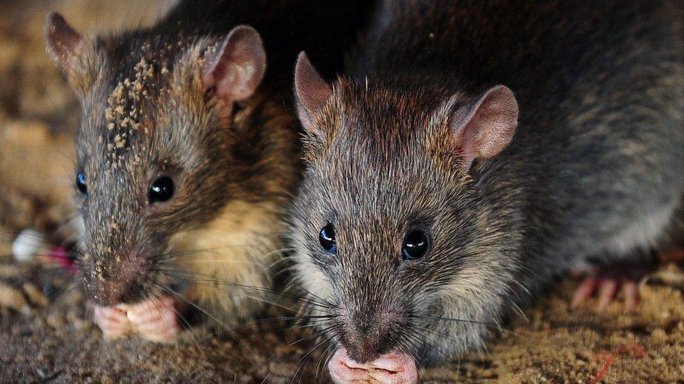 Rats eat grains of rice in Allahabad, India, on July 28, 2015