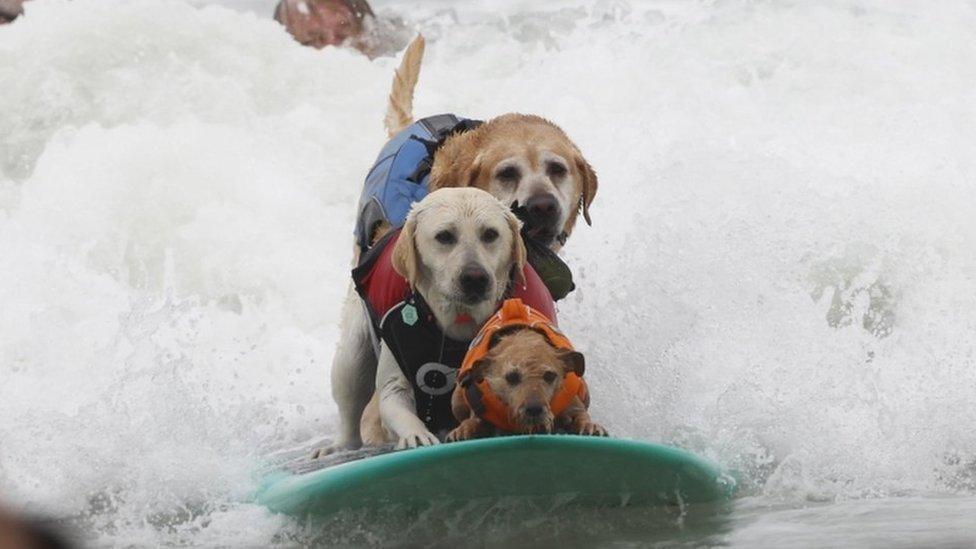 3 dogs surfing