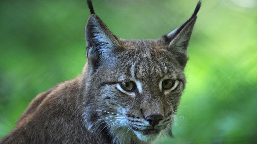 Eurasian lynx in German zoo