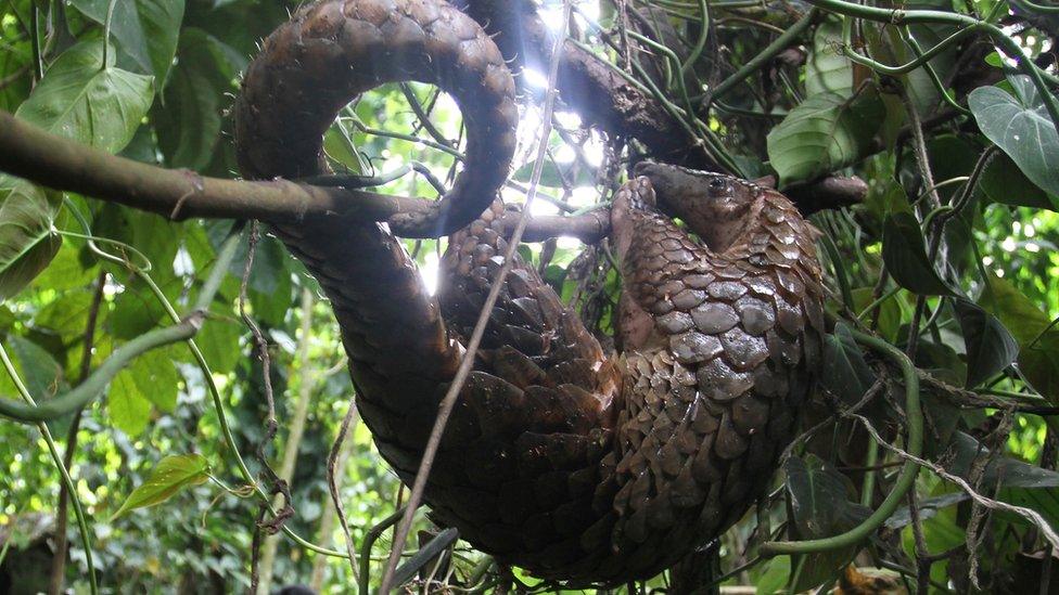 A pangolin hanging from a tree