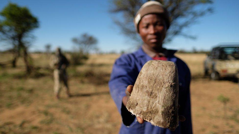 In a bid to prevent poaching and conserve the different species of rhino, a rhino ranch owner (in South Africa) trims the animals' horns regularly.