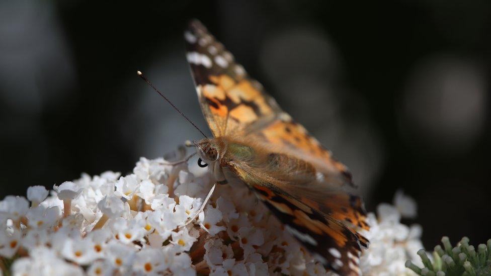 Painted lady butterfly