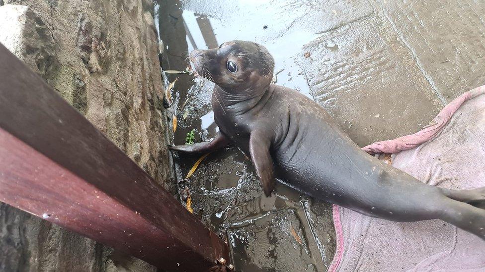 Seal found at pub