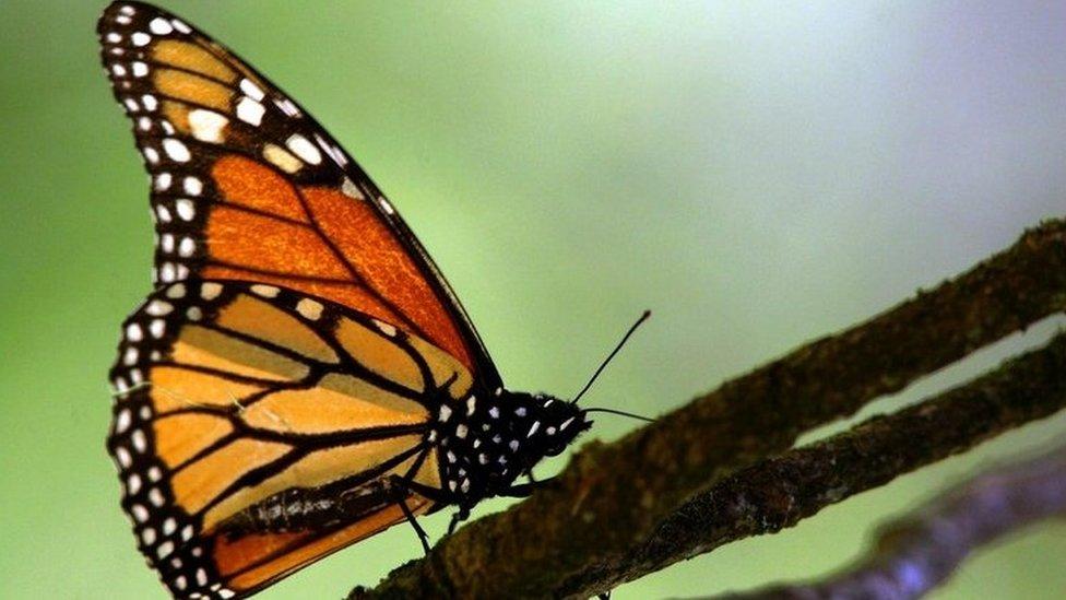 Picture of a monarch butterfly