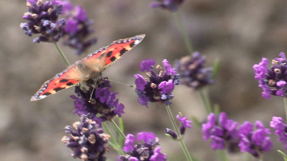 Butterfly on lavender