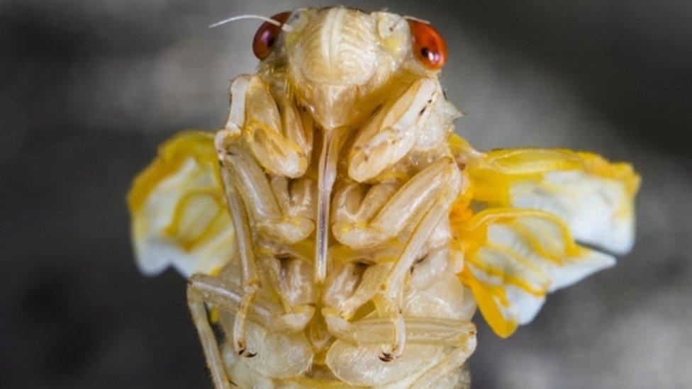 Brood X cicadas.