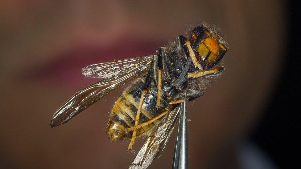 Asian Hornet being held by a pair of tweezers