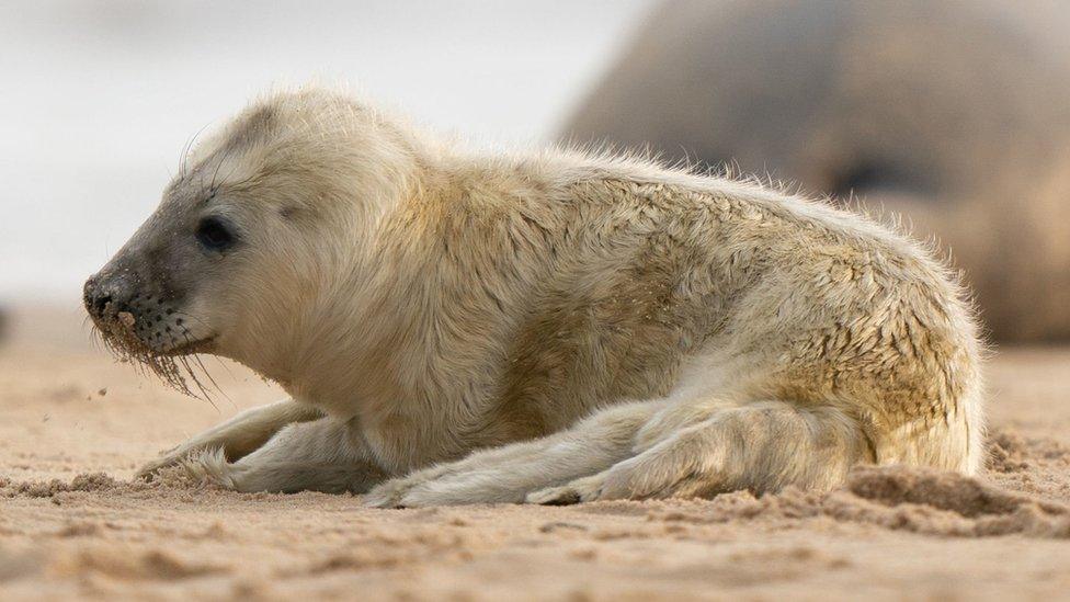 Seal pups on the Norfolk coast