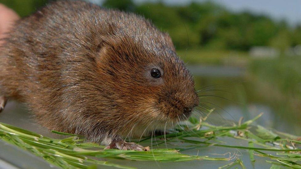 Water vole