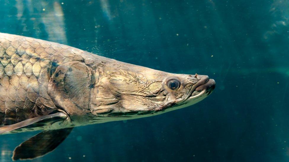 The paiche swimming in the Amazon basin