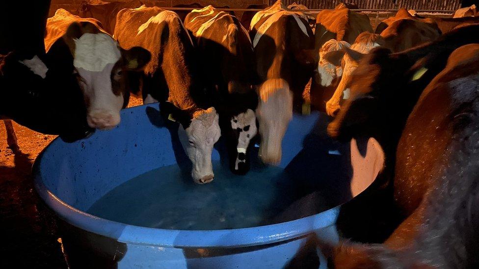 Cows drinking water