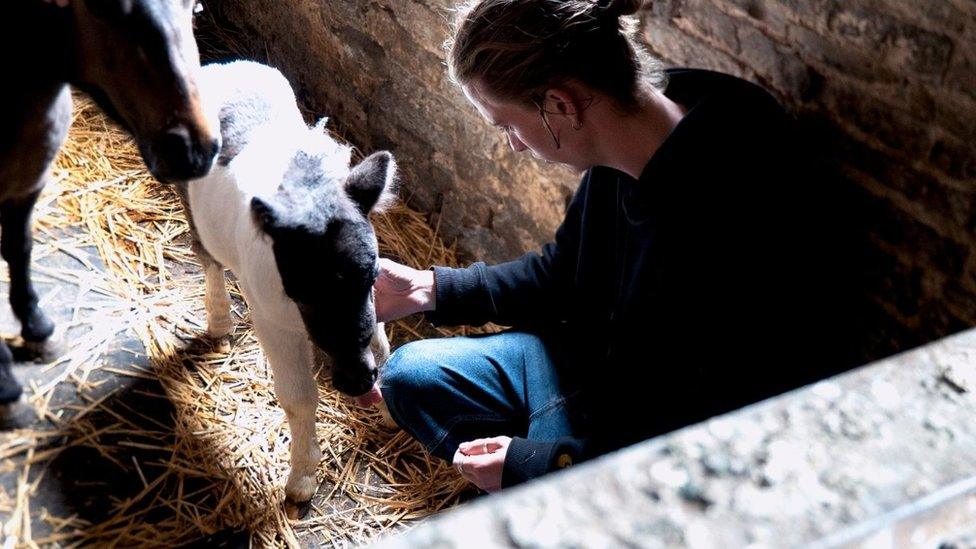 Young man strokes miniature horses in a stable