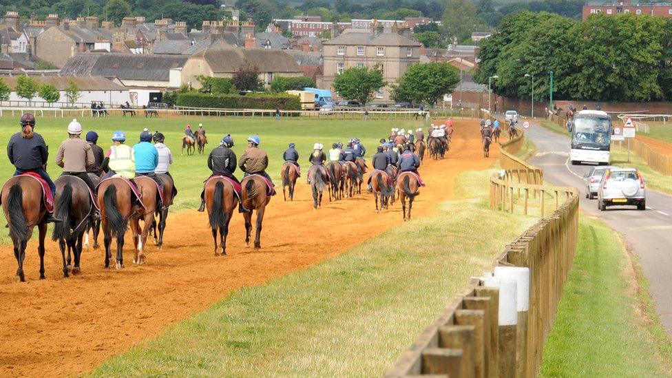 Horses in Newmarket