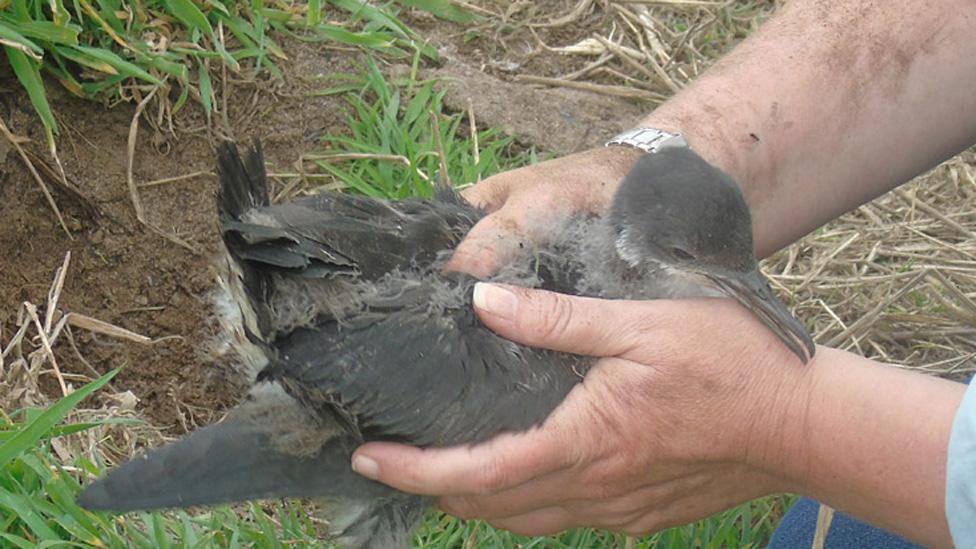 Manx Shearwater