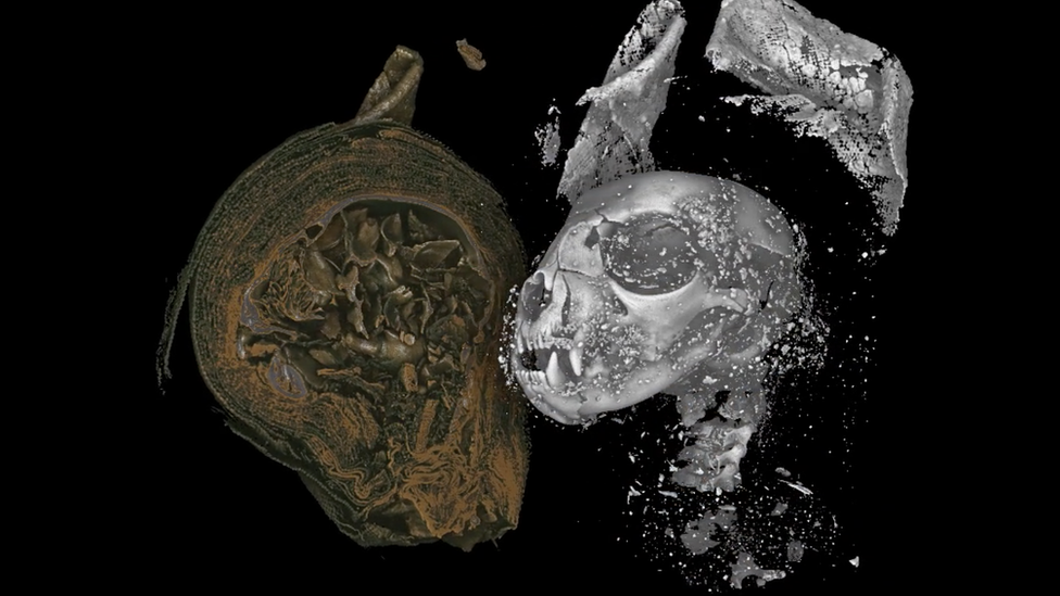 The head of the mummified cat after it had been digitally unwrapped