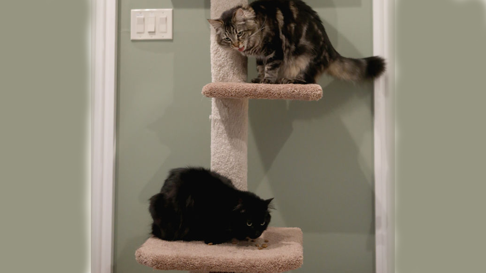 A pair of cats called Tina and Louise live in their own flat in San Francisco.