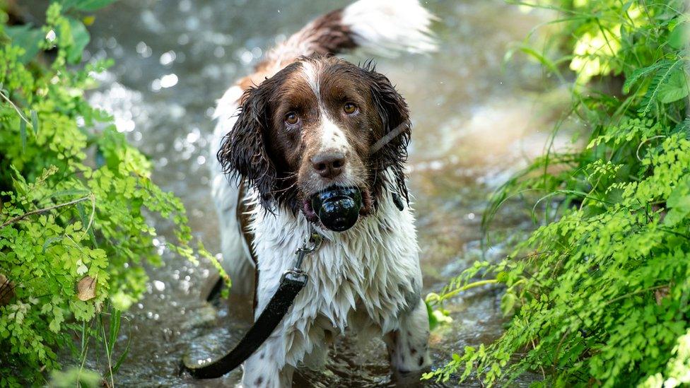 A springer spaniel on a leash with a toy in its mouth in a river in Arusha, Tanzania