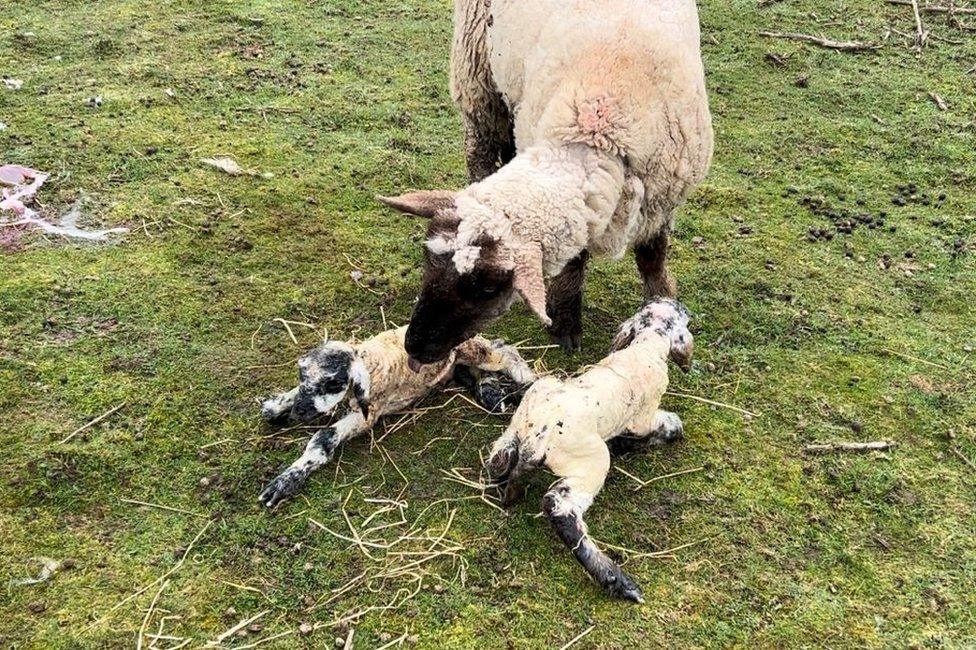 An ewe and her lambs