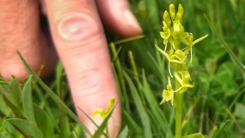 Fen orchid displaying yellow flowers