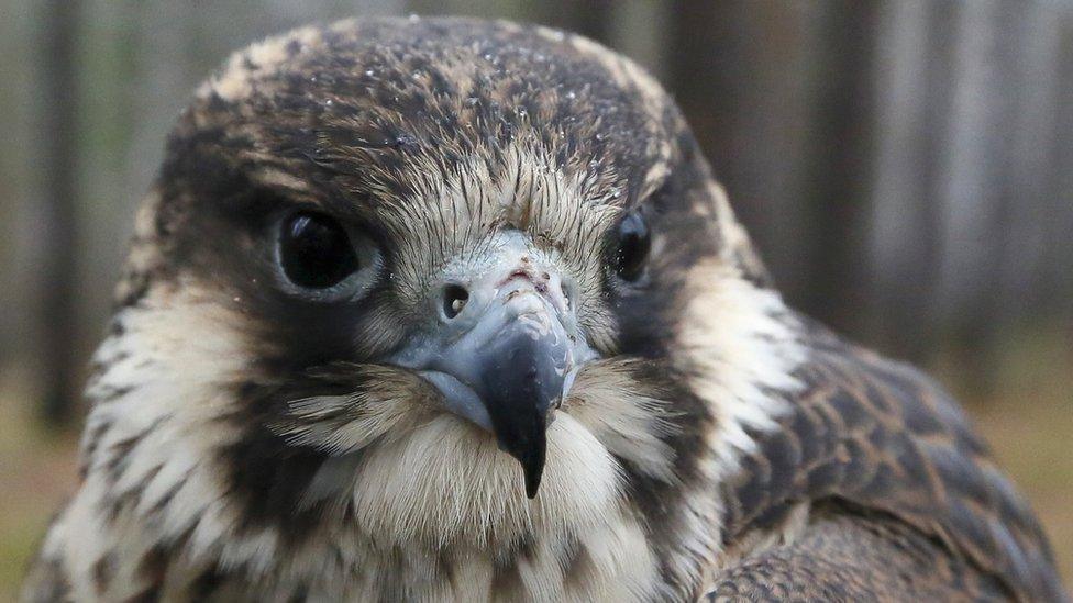 A peregrine falcon looks on