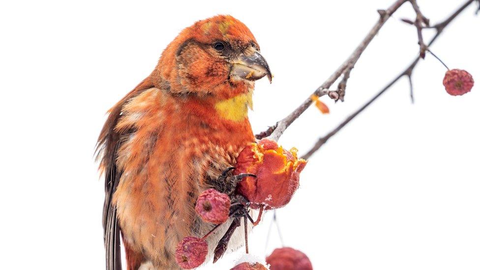 male-crossbill-on-branch