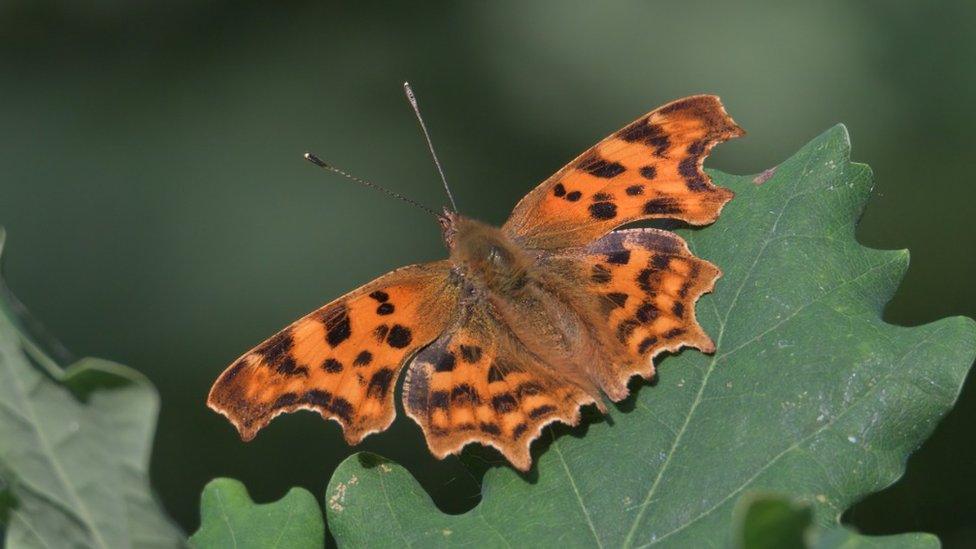 A silver-washed fritillary