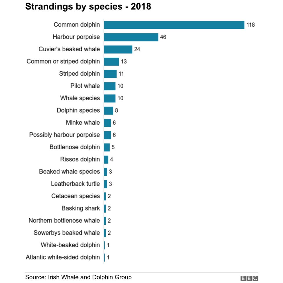 whale strandings in ireland 2018 by species