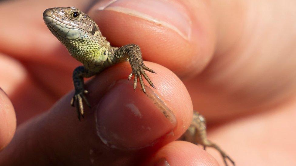 Sand lizard