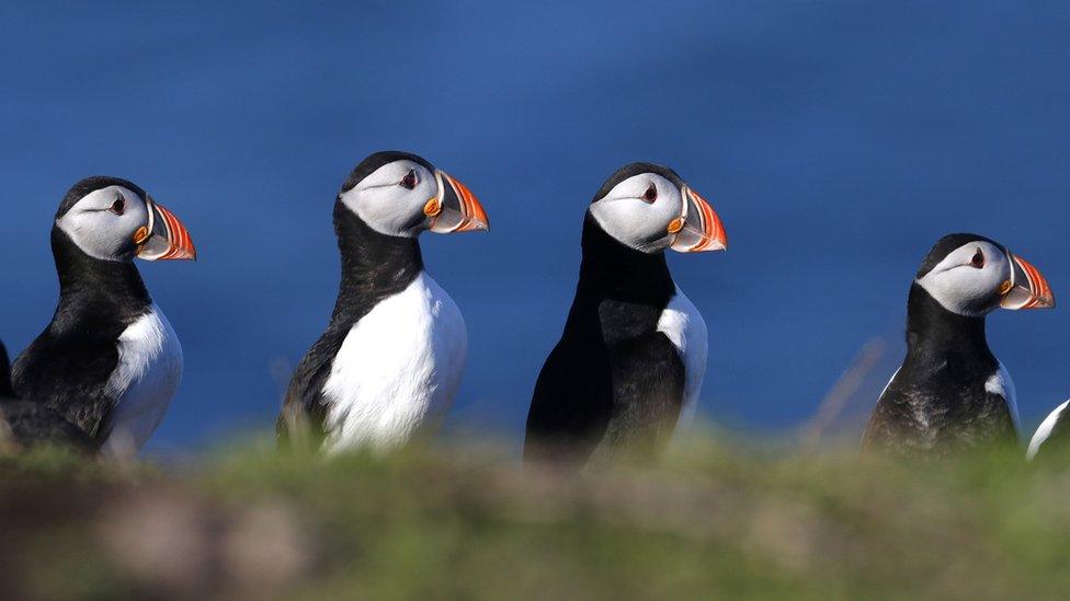 Puffins have begun to return to the Farne Islands for the breeding season