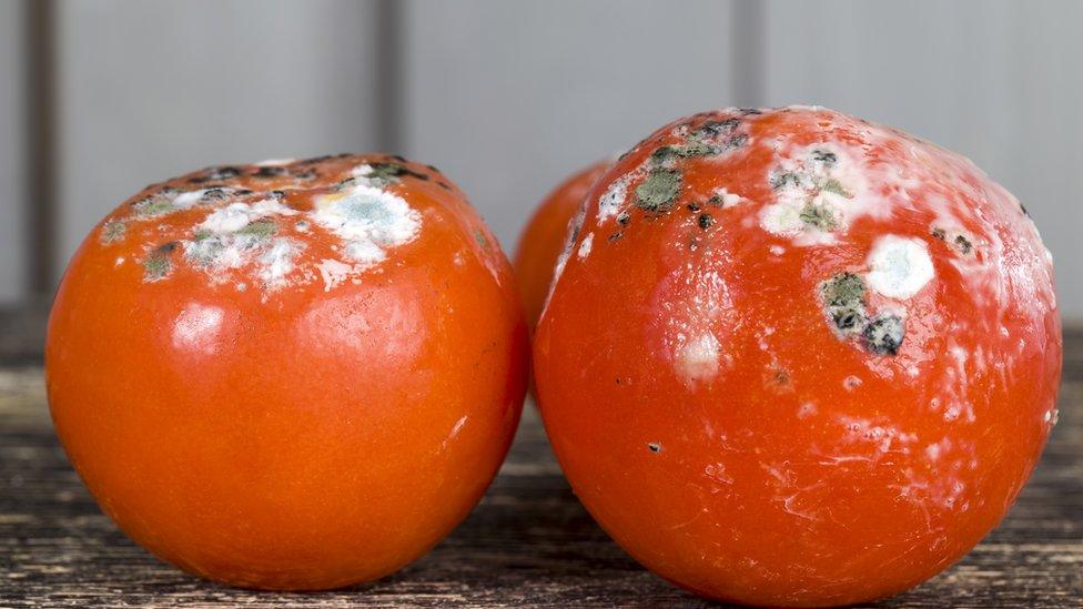 mouldy tomatoes