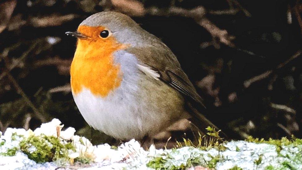 Robin